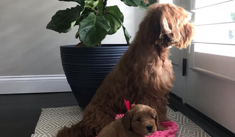 Dogs Looking Out Of Window Treatments